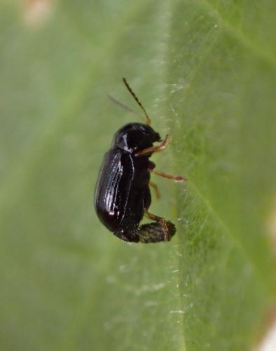 Cryptocephalus sp.